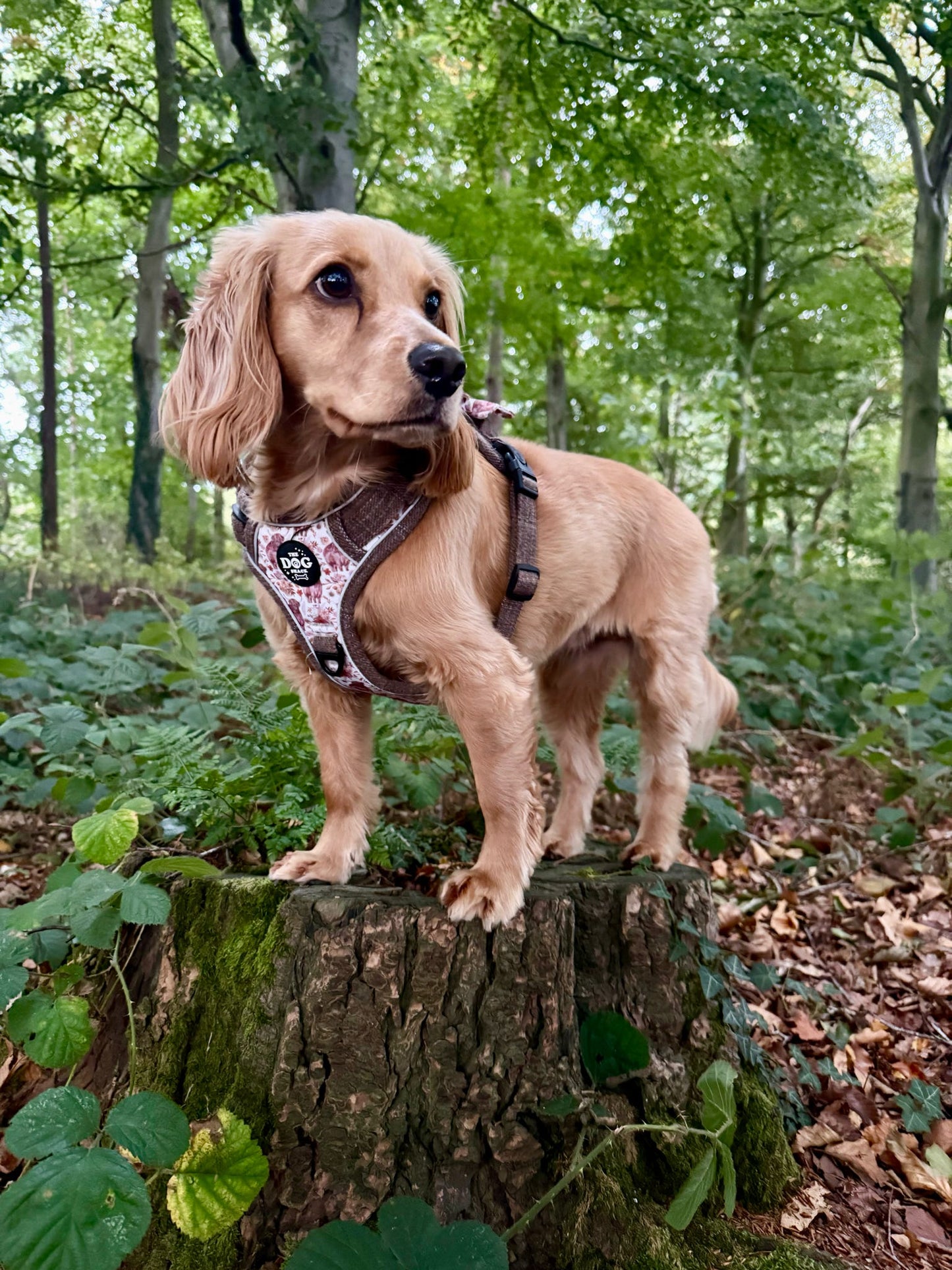 Adjustable 1 Clip & 3 harness - Brown Tweed x Highland Cow