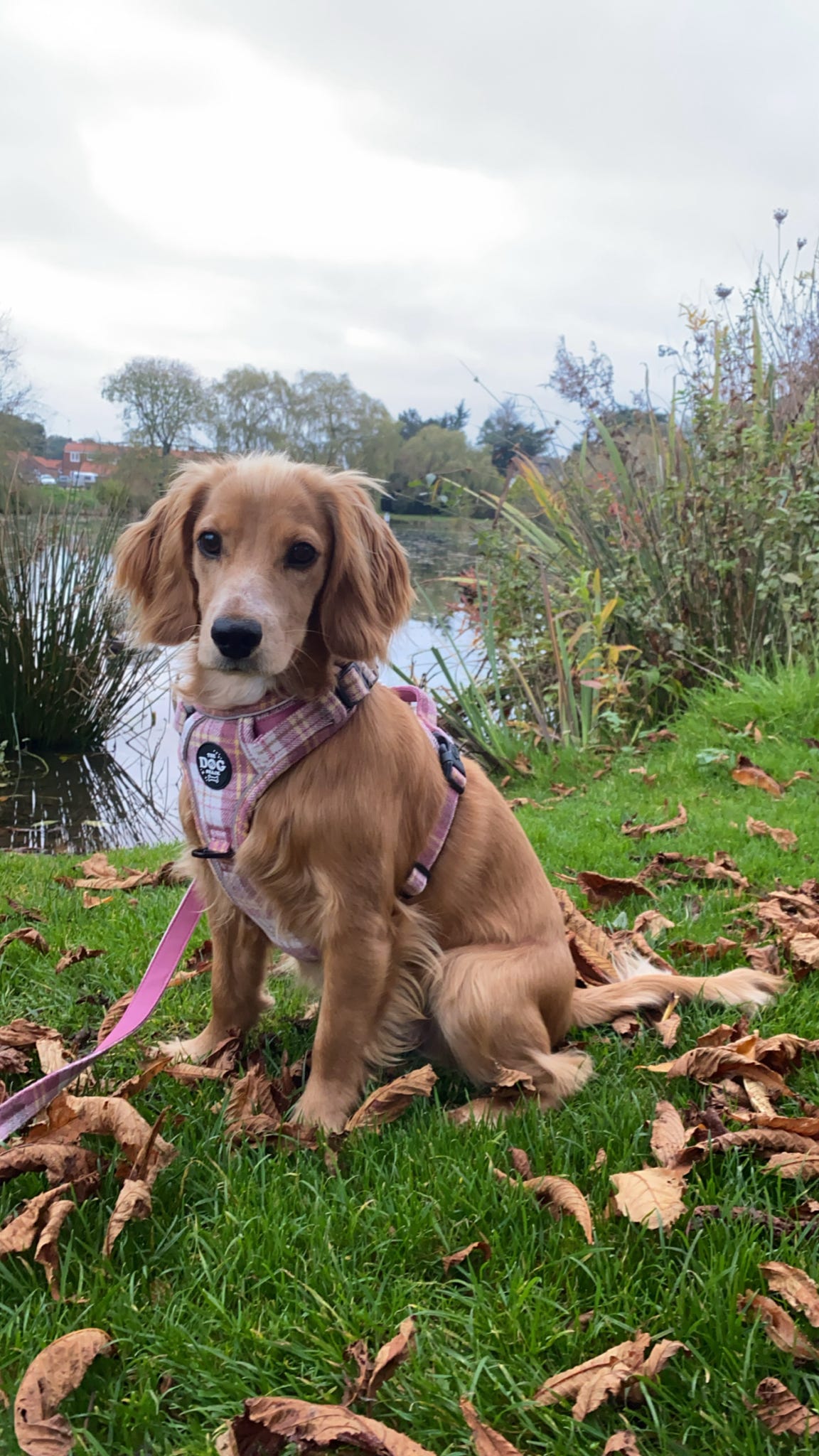Adjustable 1 Clip & 3 Clip harness - Raspberry Tweed