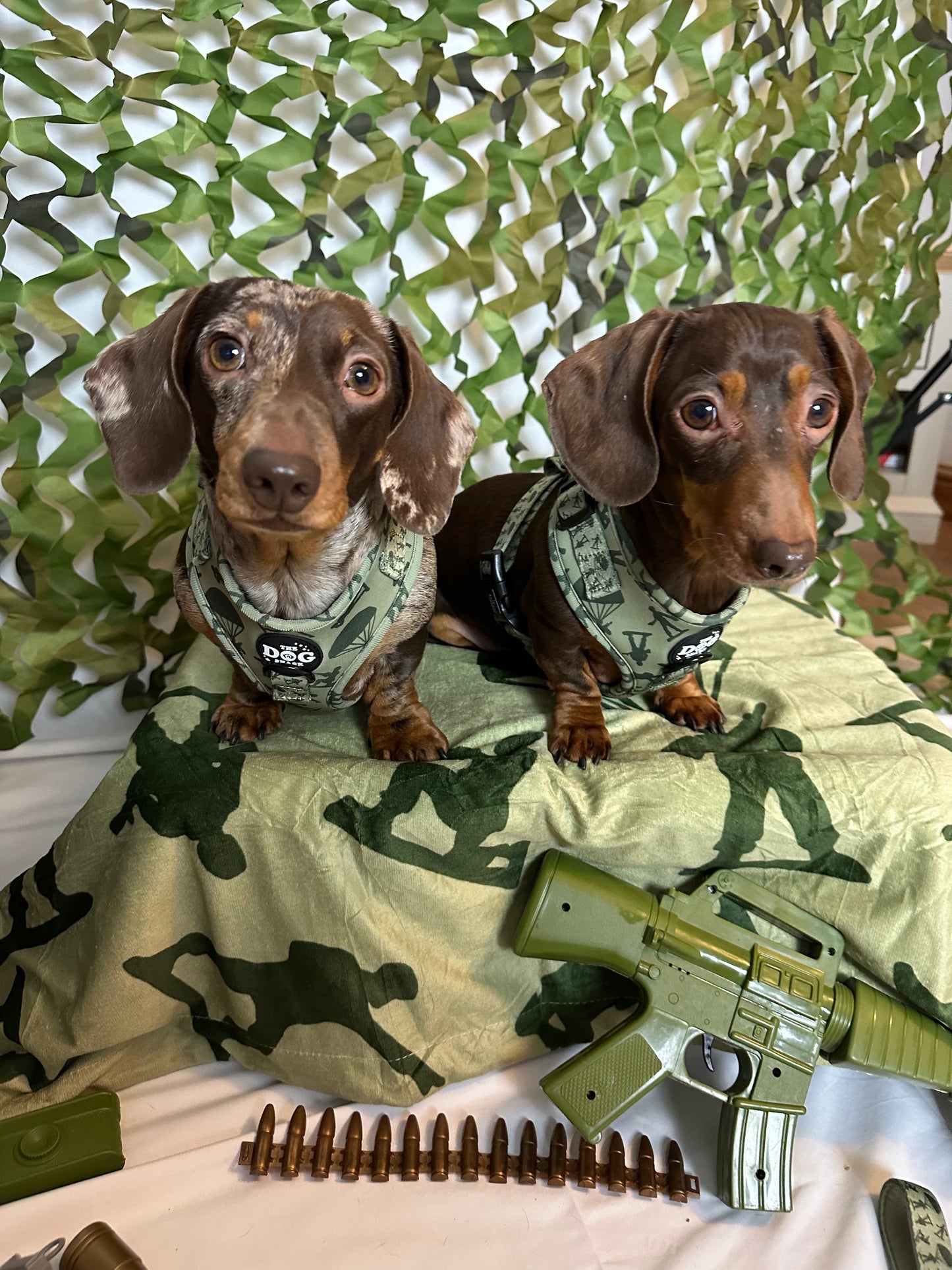 Re-Pawting For Duty Collection Wholesale