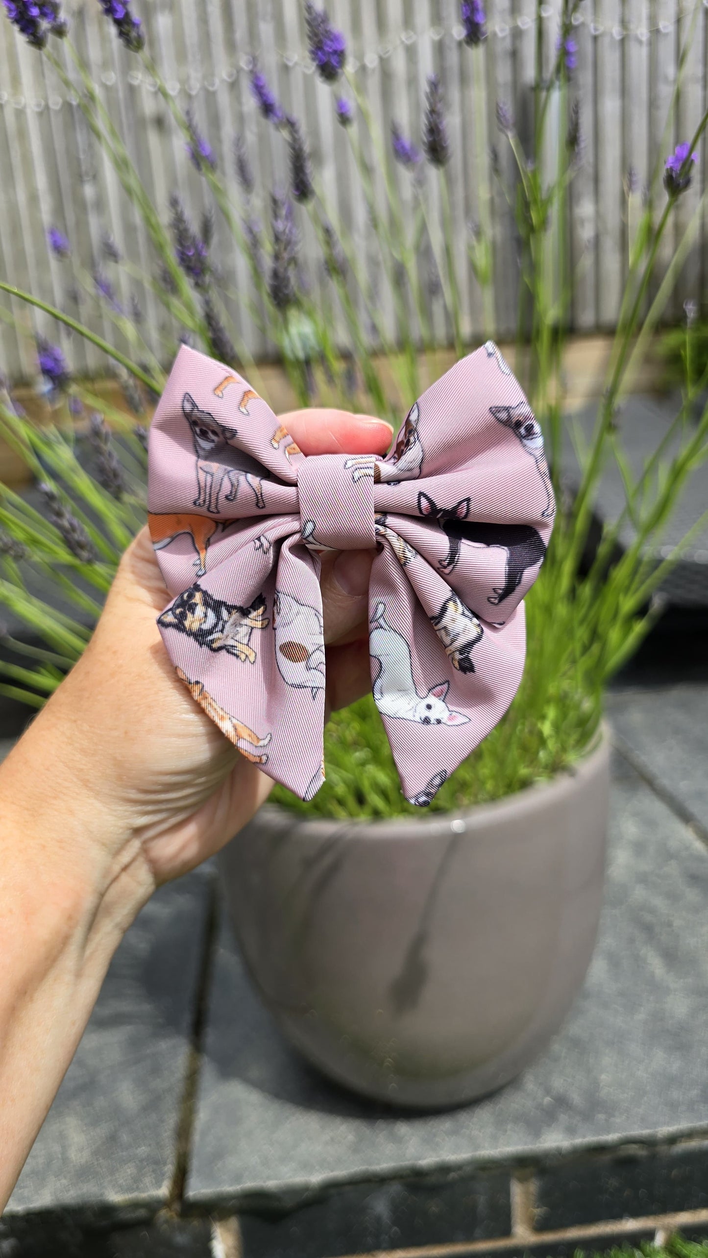 Sailor Bow Tie - Lola & Freinds - Chihuahua Collection was £6