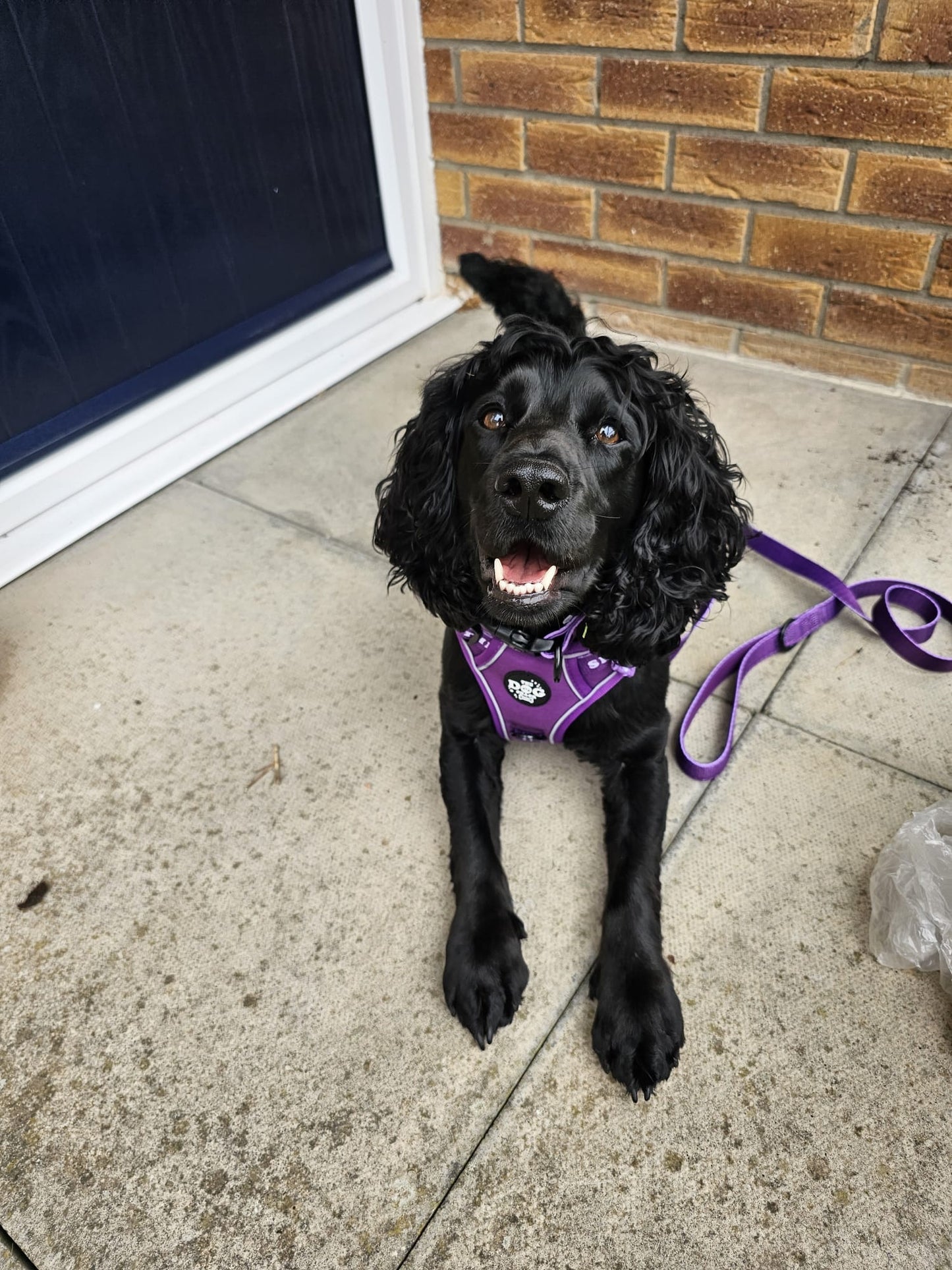 The Active Range 1 Clip & 3 clip harness - Neon Purple