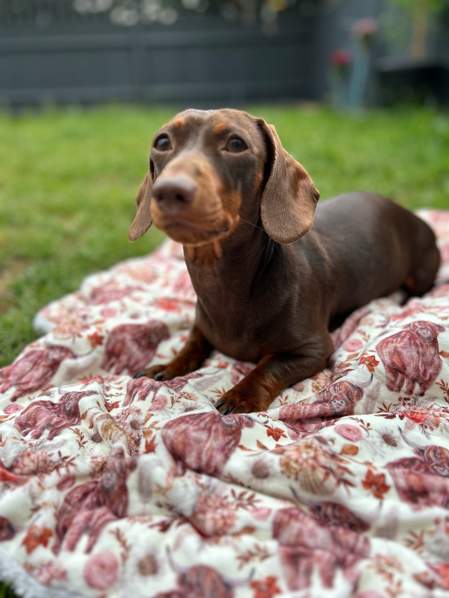 Dog Blanket - Brown Tweed x Highland Cow