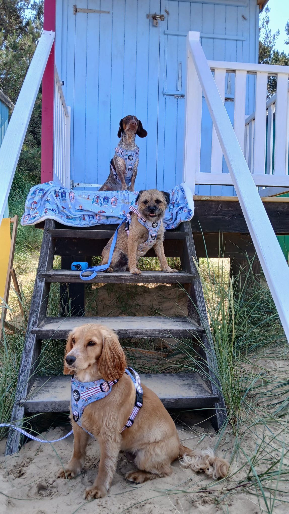 Beach Pup Collection Wholesale