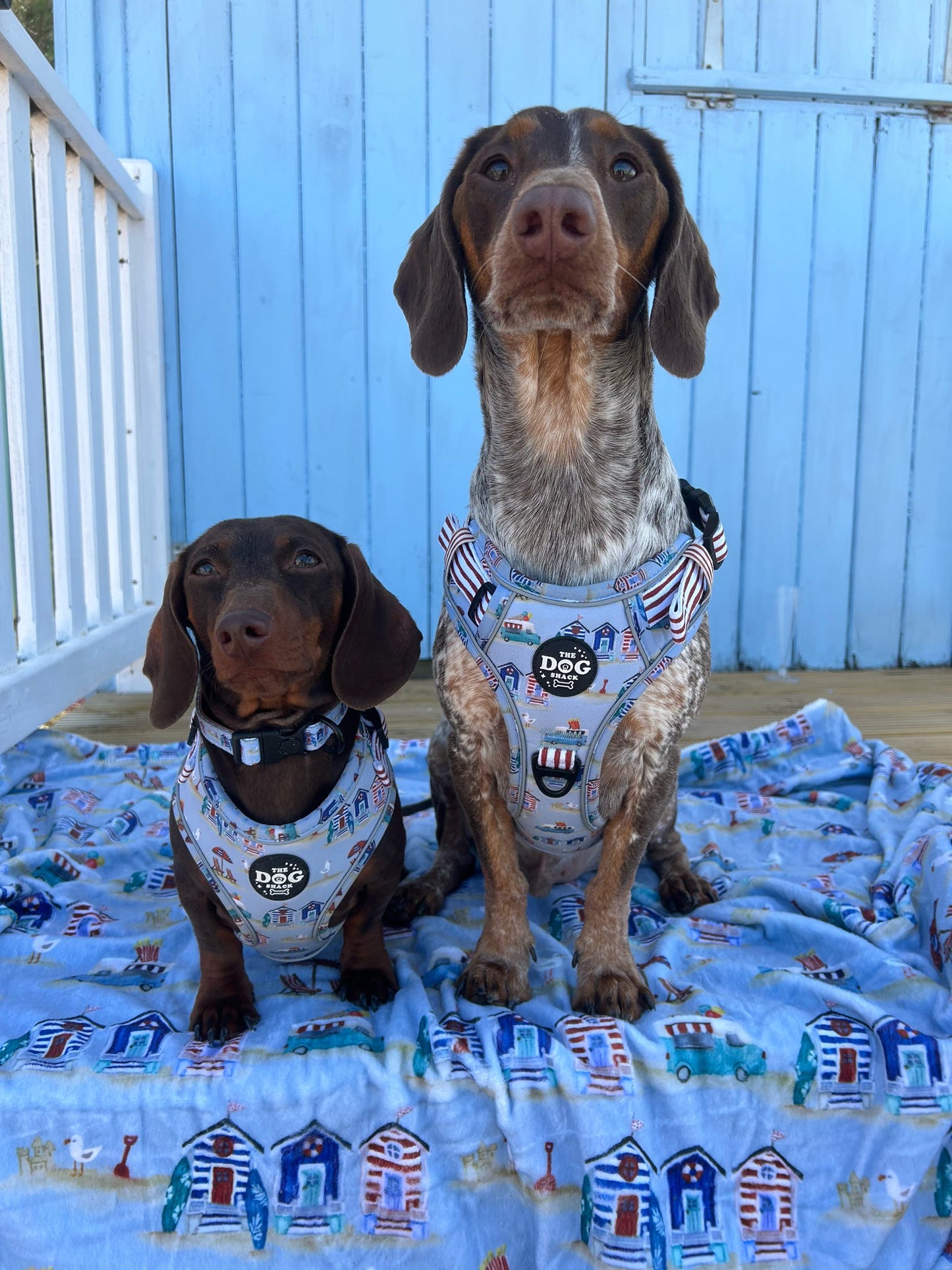 Beach Pup bundle