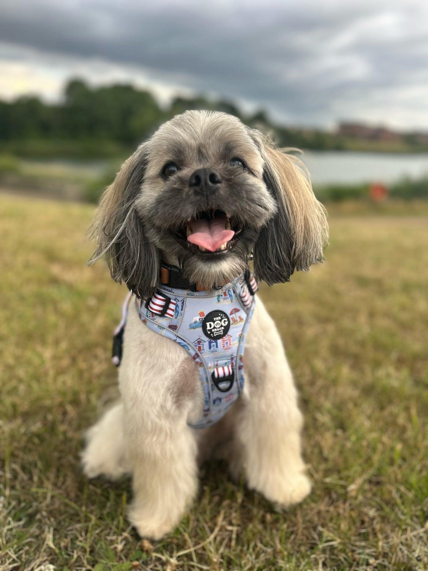 Adjustable 1 Clip & 3 harness - Beach Pup