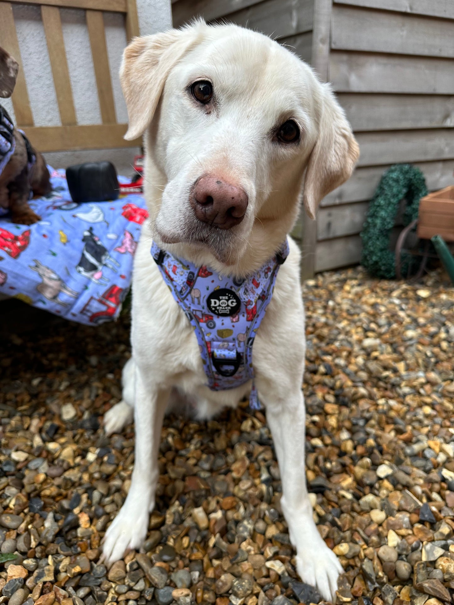 Adjustable 1 Clip & 3 harness - Freddie's Farm