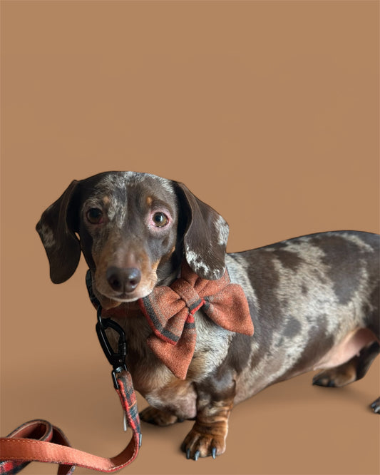 Sailor Bow Tie  - Orange Tweed