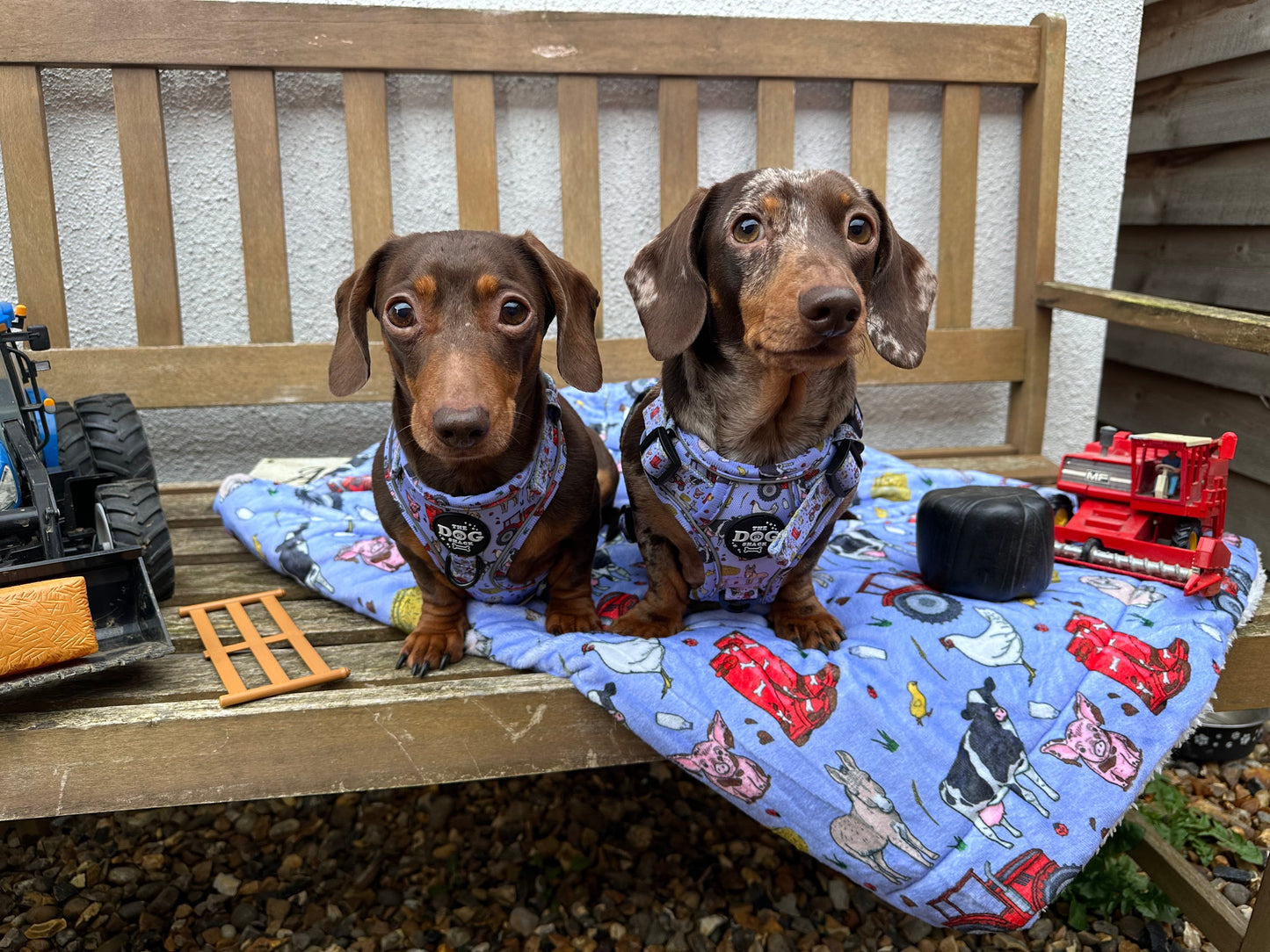 Adjustable 1 Clip & 3 harness - Freddie's Farm