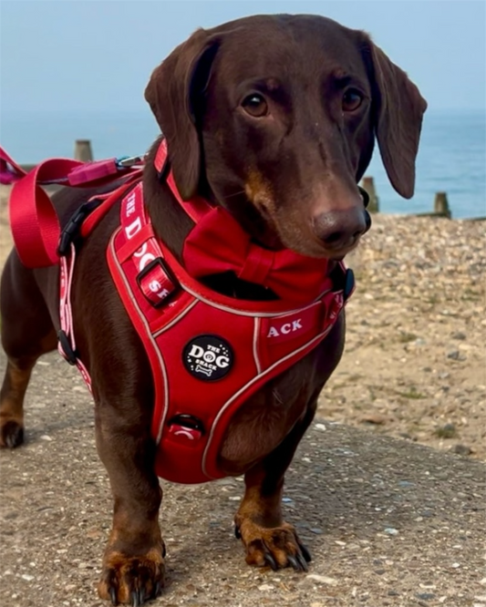 The Active Range 1 Clip &  3 clip harness - Neon Red
