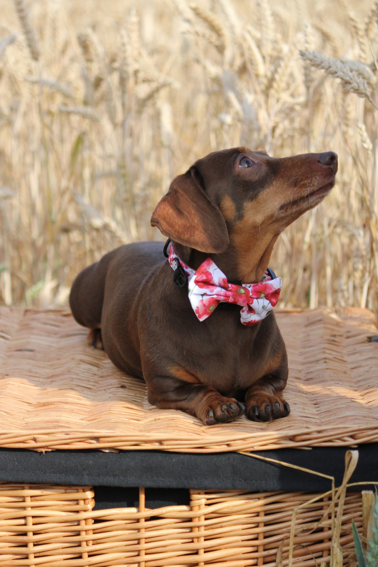 Bow Tie - Poppies