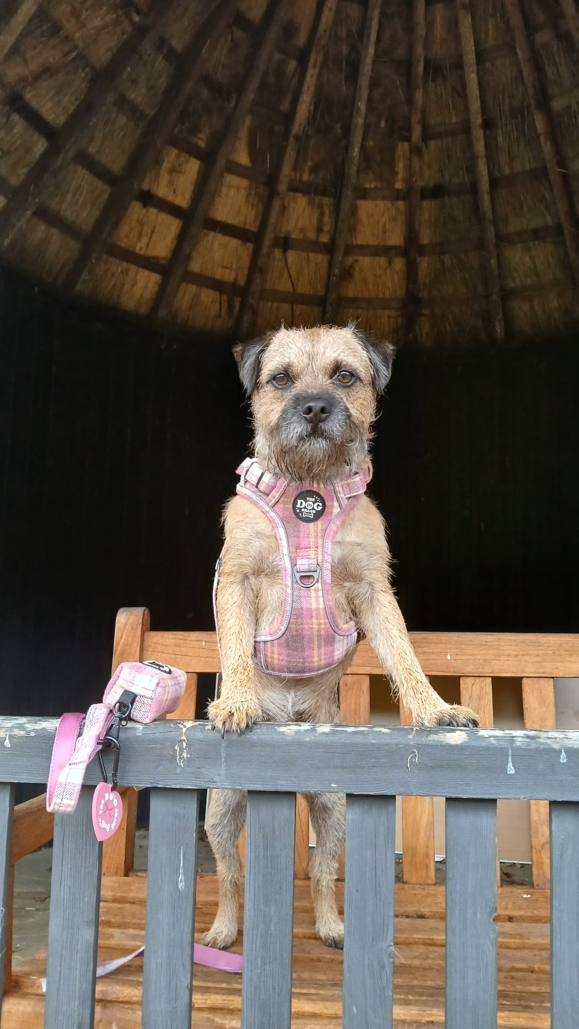 Adjustable 1 Clip & 3 Clip harness - Raspberry Tweed