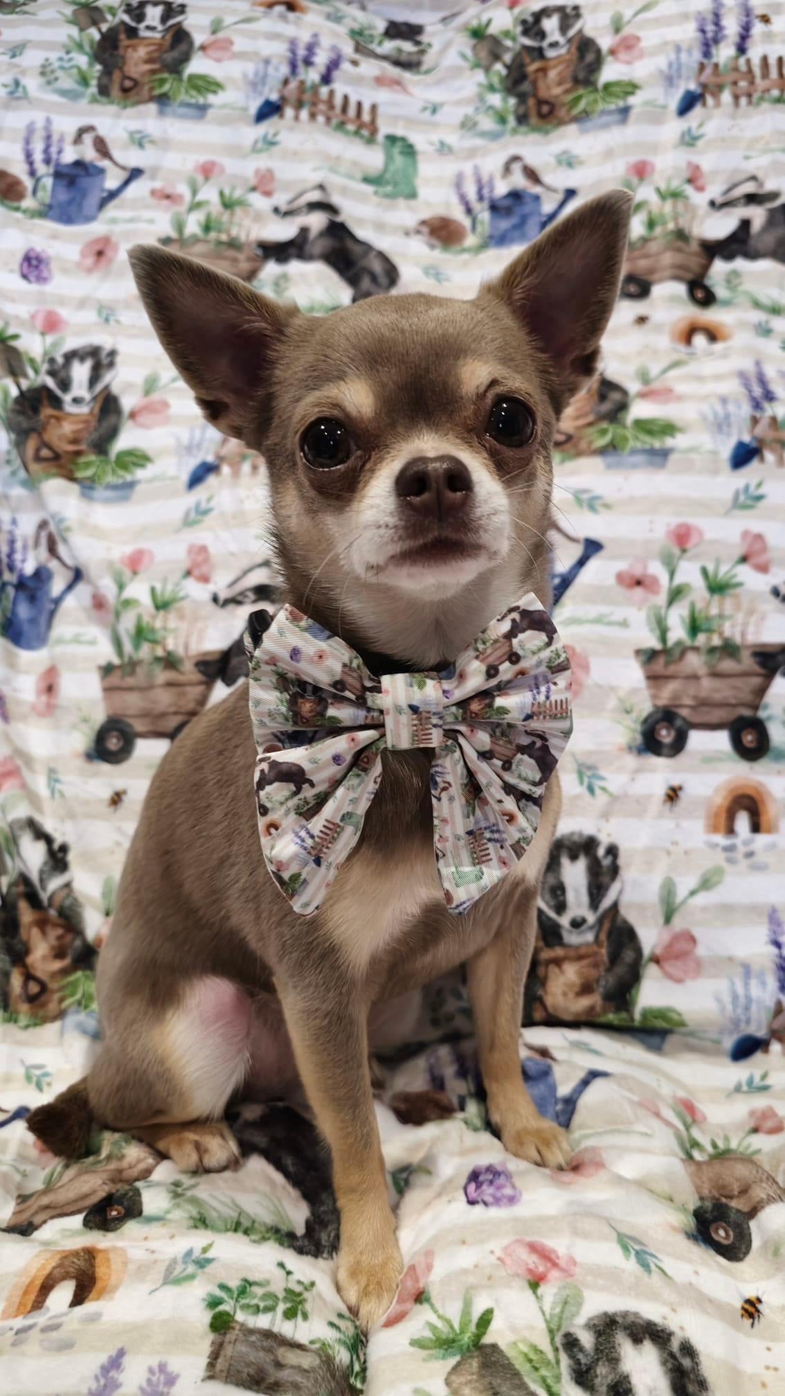 Sailor Bow Tie - Badger & Friends