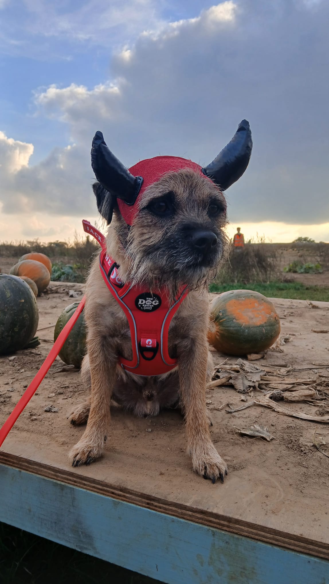 The Active Range 1 Clip & 3 clip harness - Neon Red