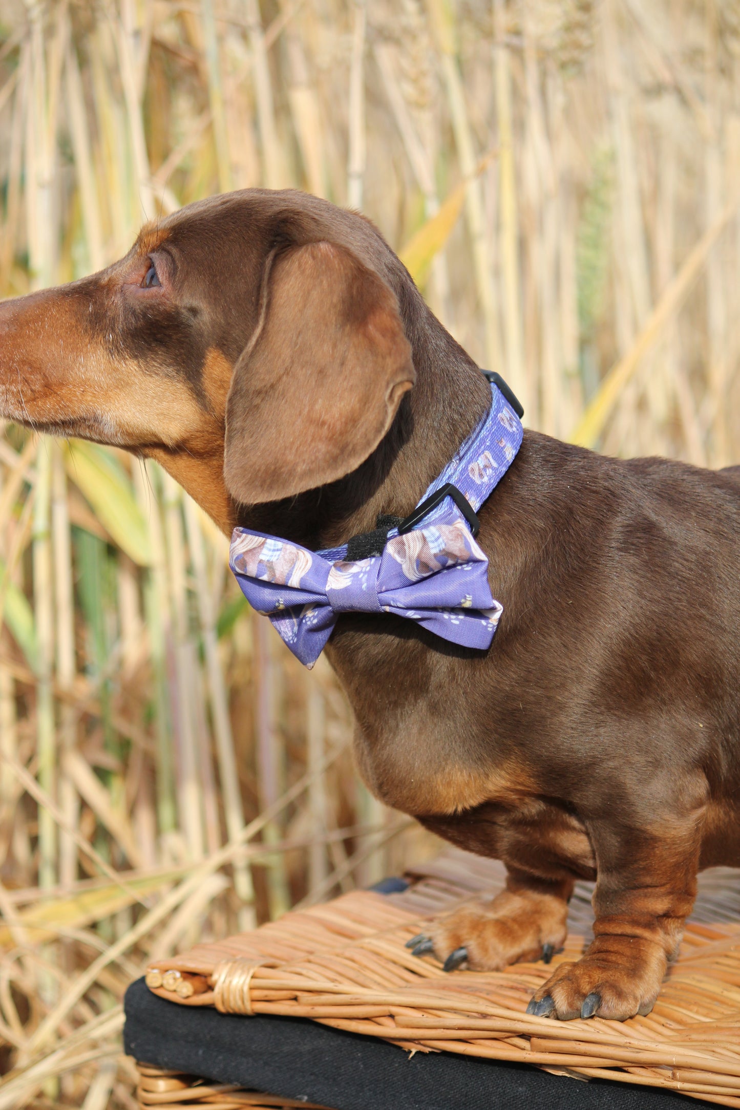 Bow Tie - Lavender Countryside)