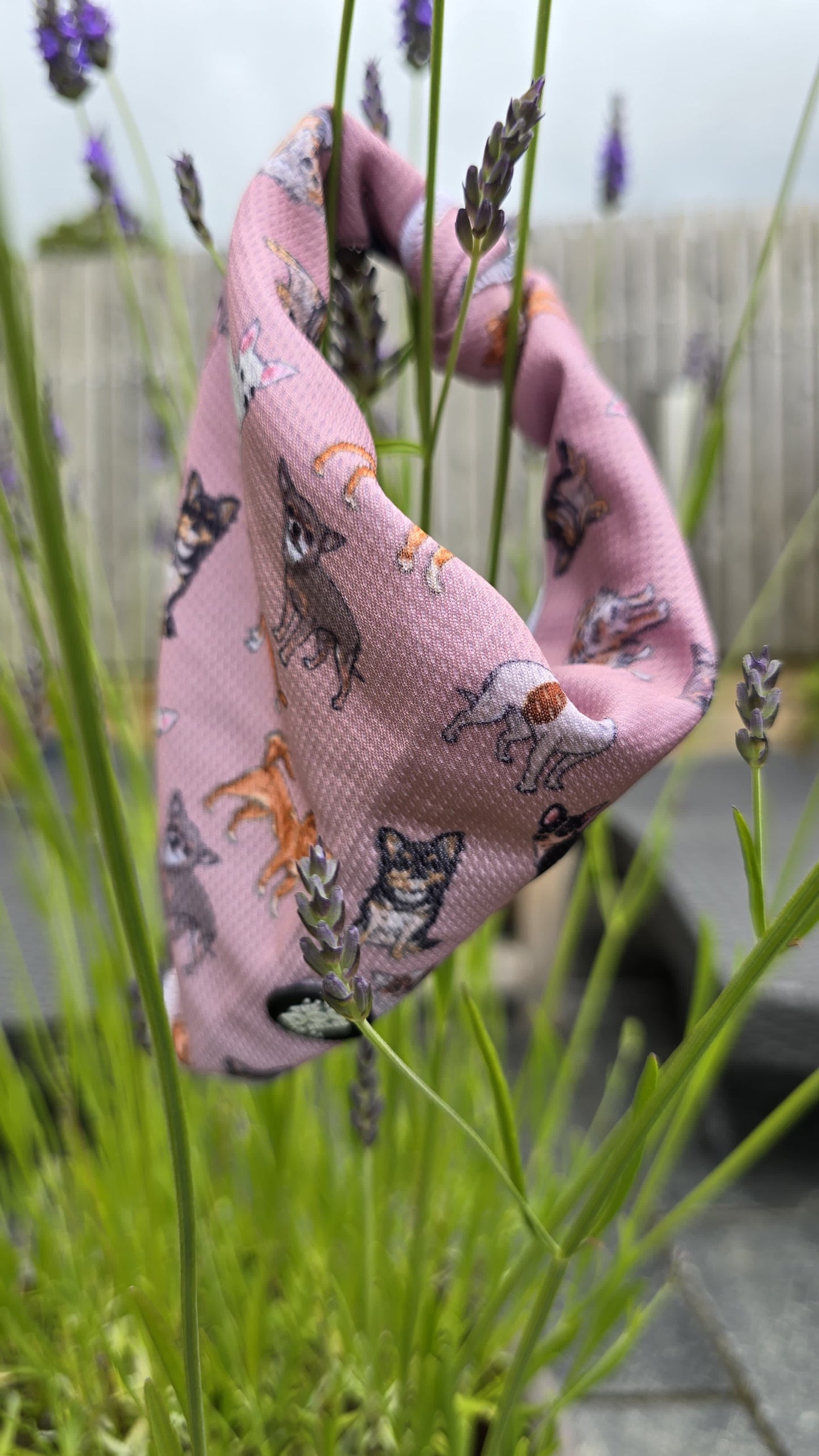 Tie On Bandana - Lola & Friends - Chihuahua Collections size small was £6