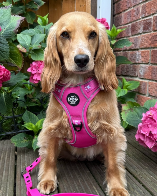 The Active Range 3 clip harness - Neon Pink