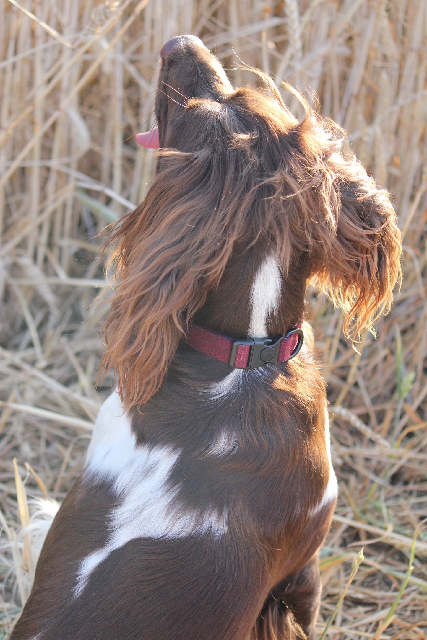 Collar - Red Tweed