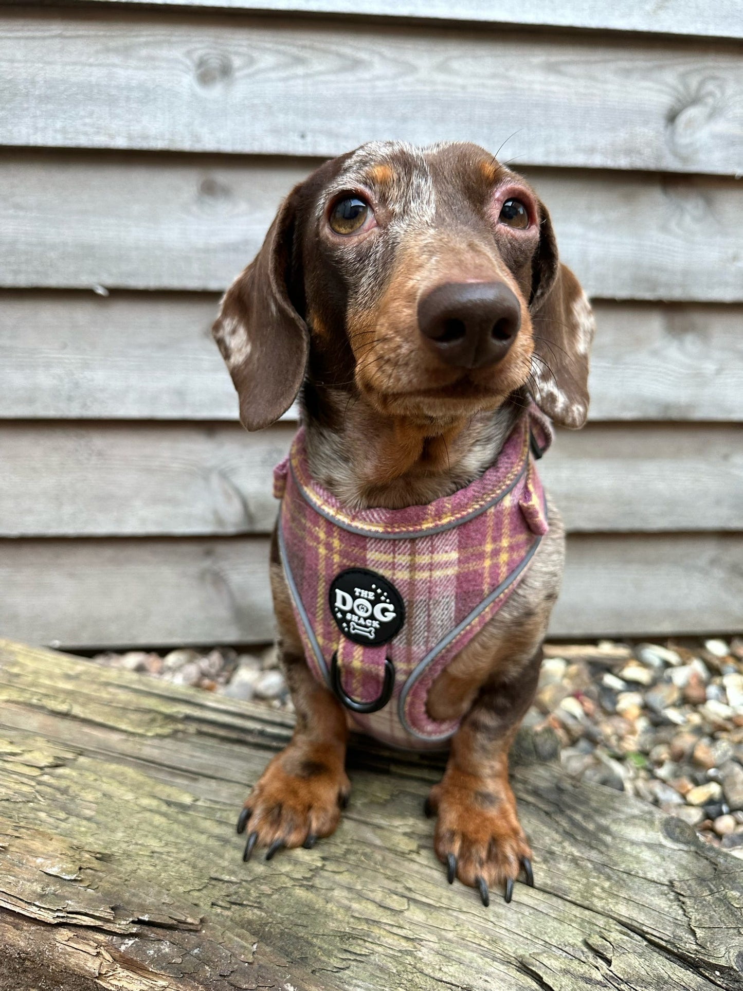 Adjustable 1 Clip & 3 Clip harness - Raspberry Tweed