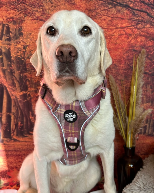 Adjustable 1 Clip & 3 Clip harness  - Raspberry Tweed