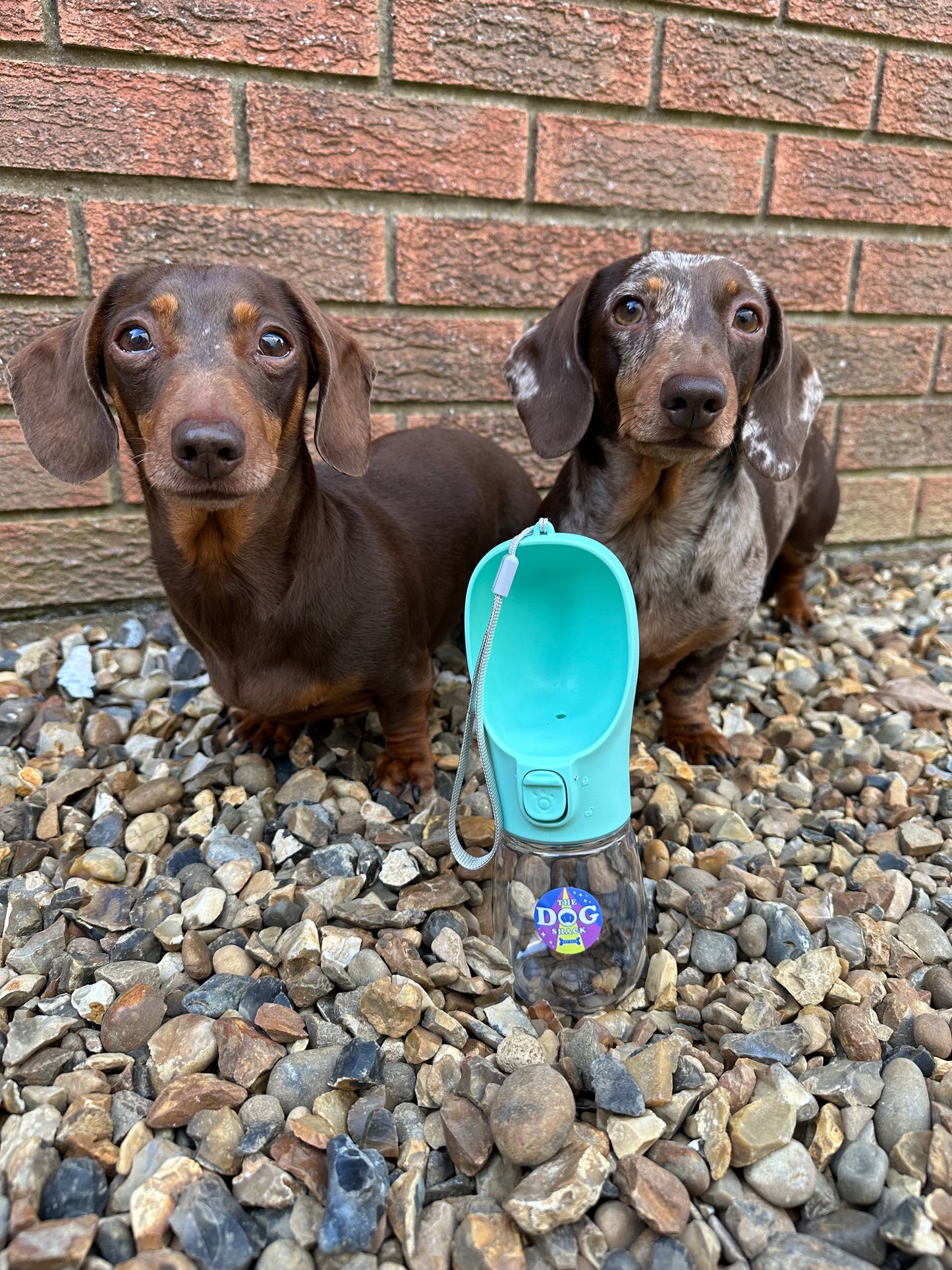 Dog Water Bottle - Mint Green