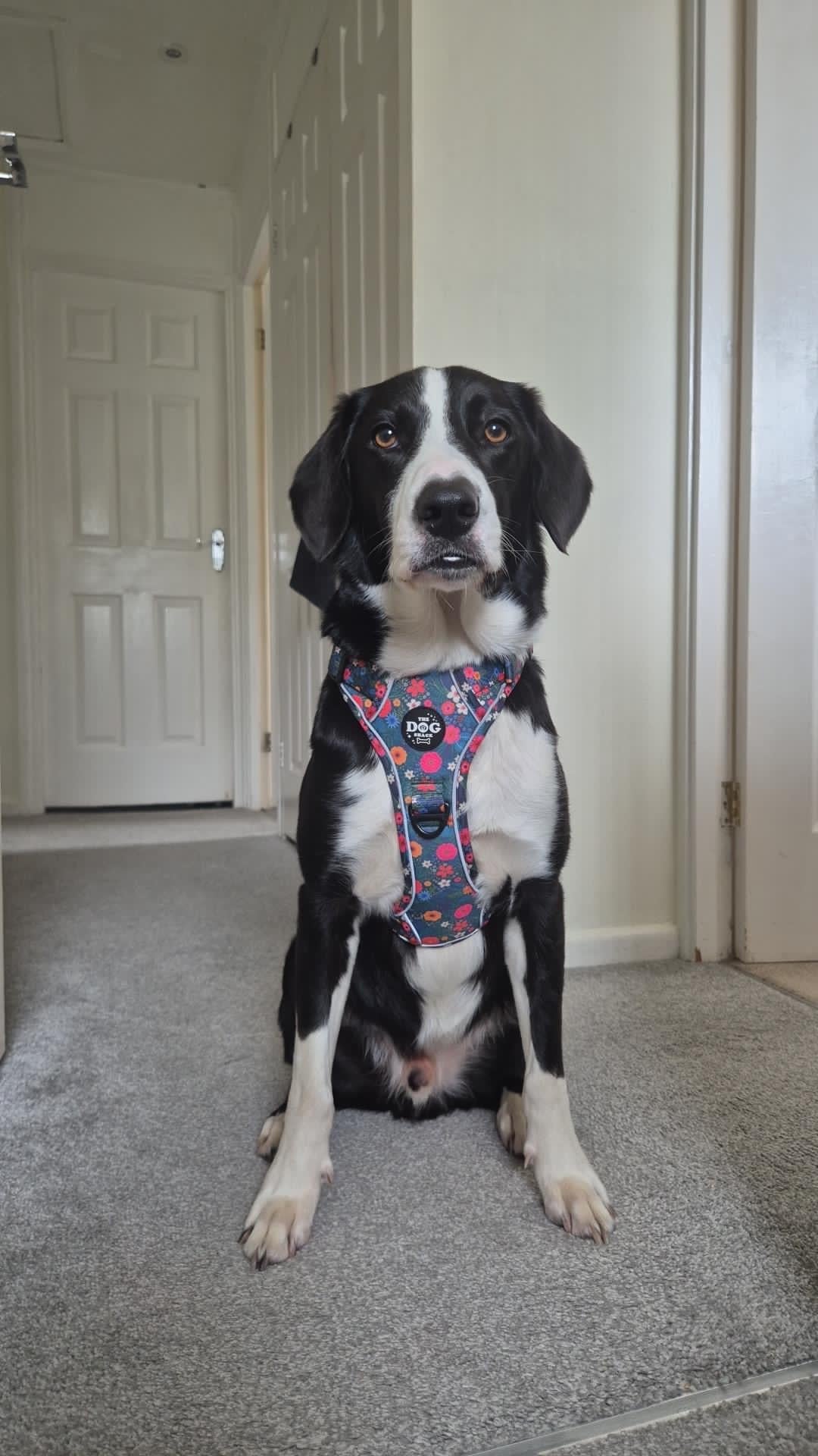 Adjustable 1 Clip & 3 Clip Harness - Ditsy Flowers