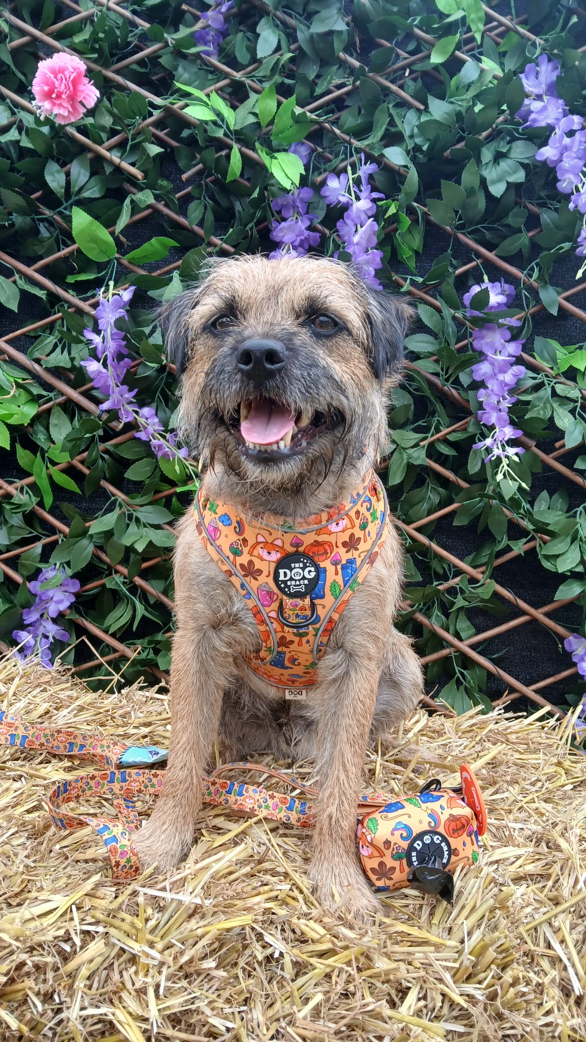 Autumn Leaves & Walkies Please Adjustable 1 Clip Harness size XXS was £25