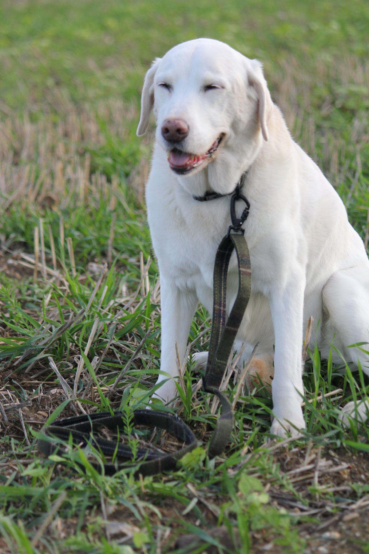 Green Tweed Adjustable Dog Lead – Country Style