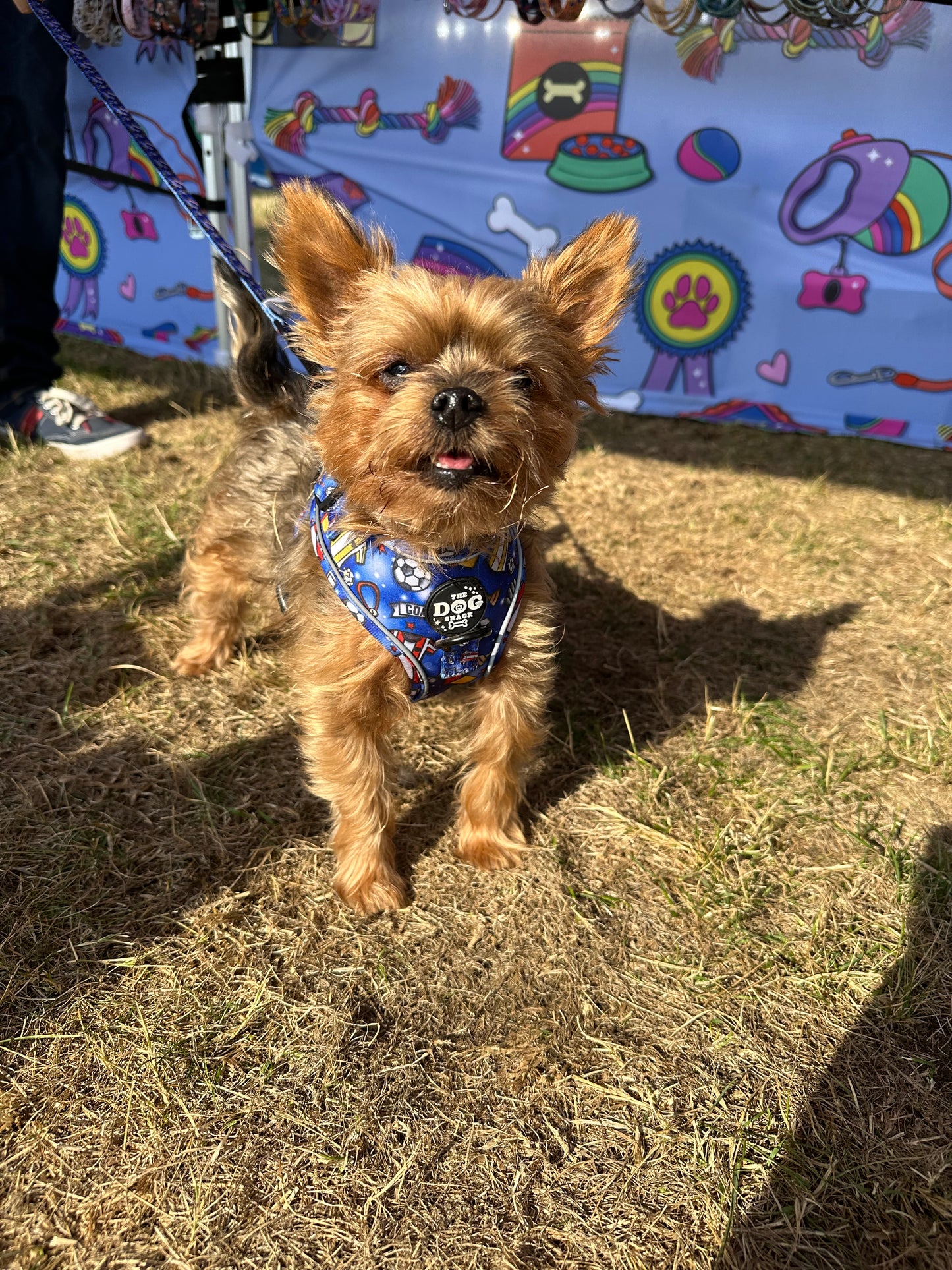 The Dog Shack FC Adjustable 1 Clip Harness size XXsmall was £25