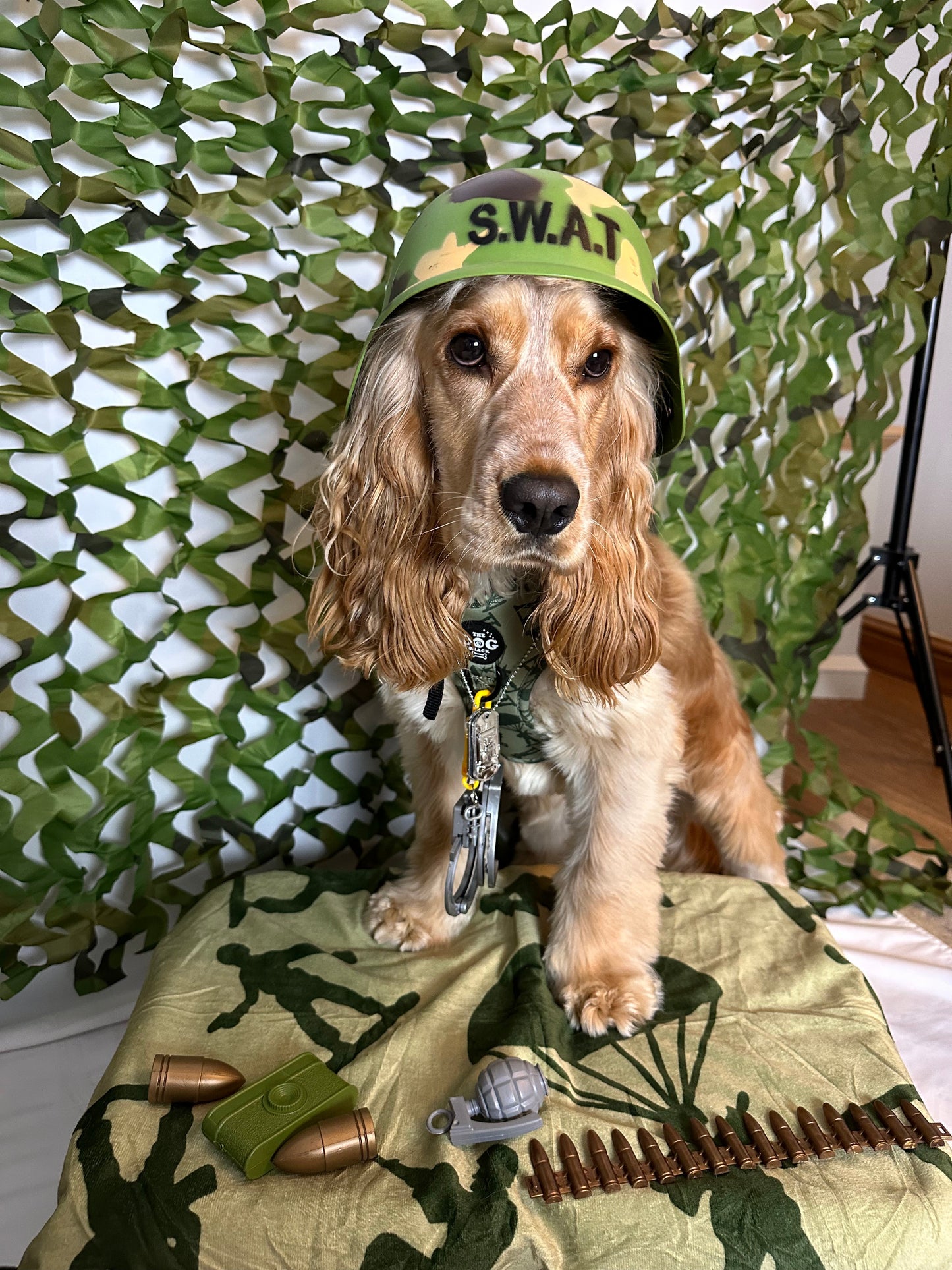 Re-Pawting For Duty Collection Wholesale