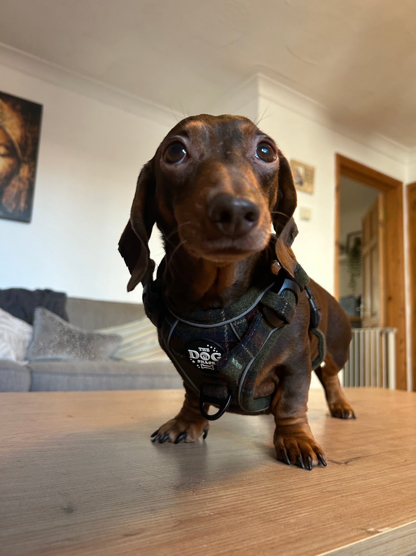 Adjustable 1 Clip & 3 Clip Harness - Green Tweed