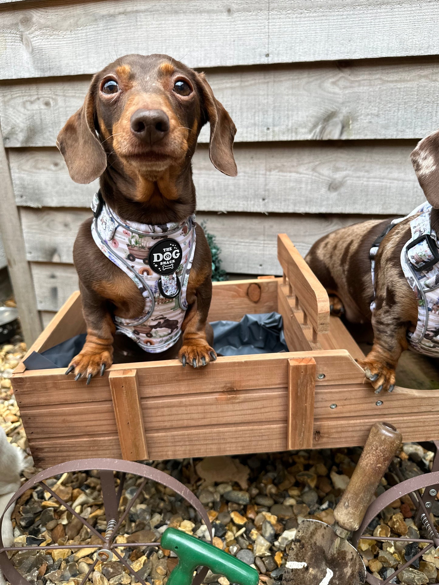 Adjustable 1 Clip & 3 clip harness - Badger & Friends
