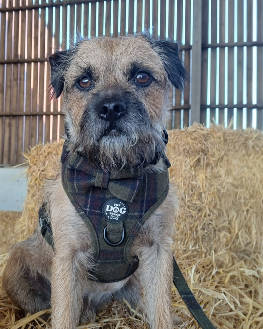 Adjustable 1 Clip & 3 Clip Harness  - Green Tweed