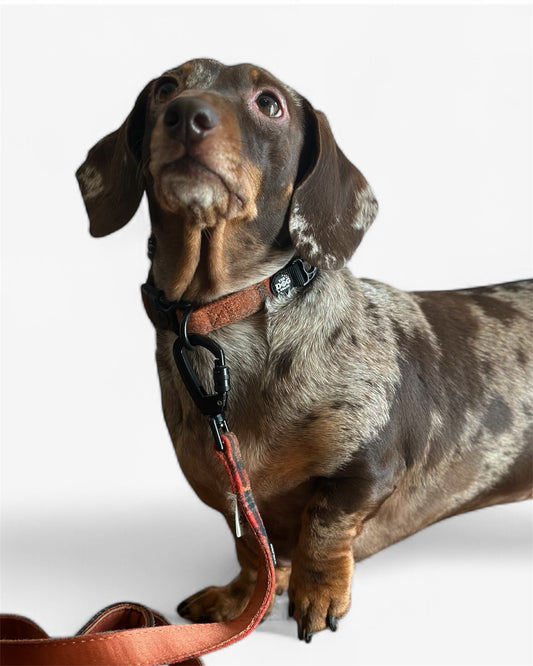 Collar - Orange Tweed