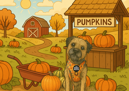 Personalised Tumbler 20oz - Pumpkin Patch