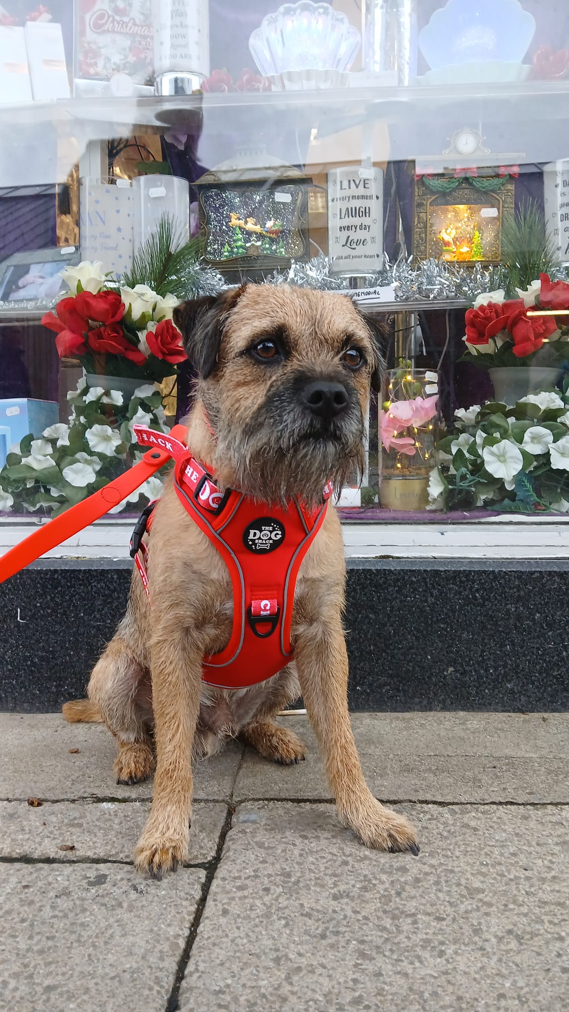 The Active Range 1 Clip & 3 clip harness - Neon Red