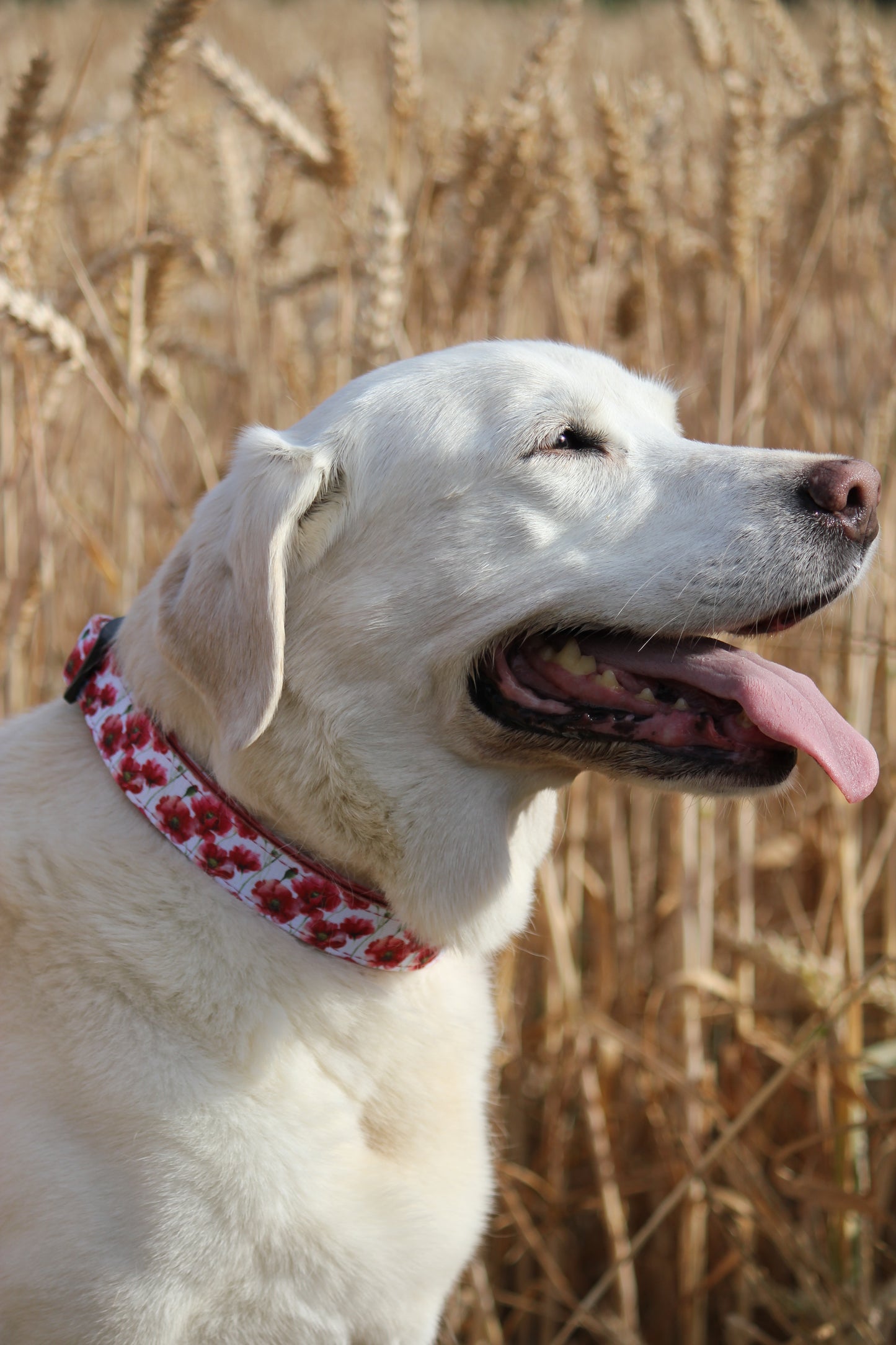 Collar - Poppies