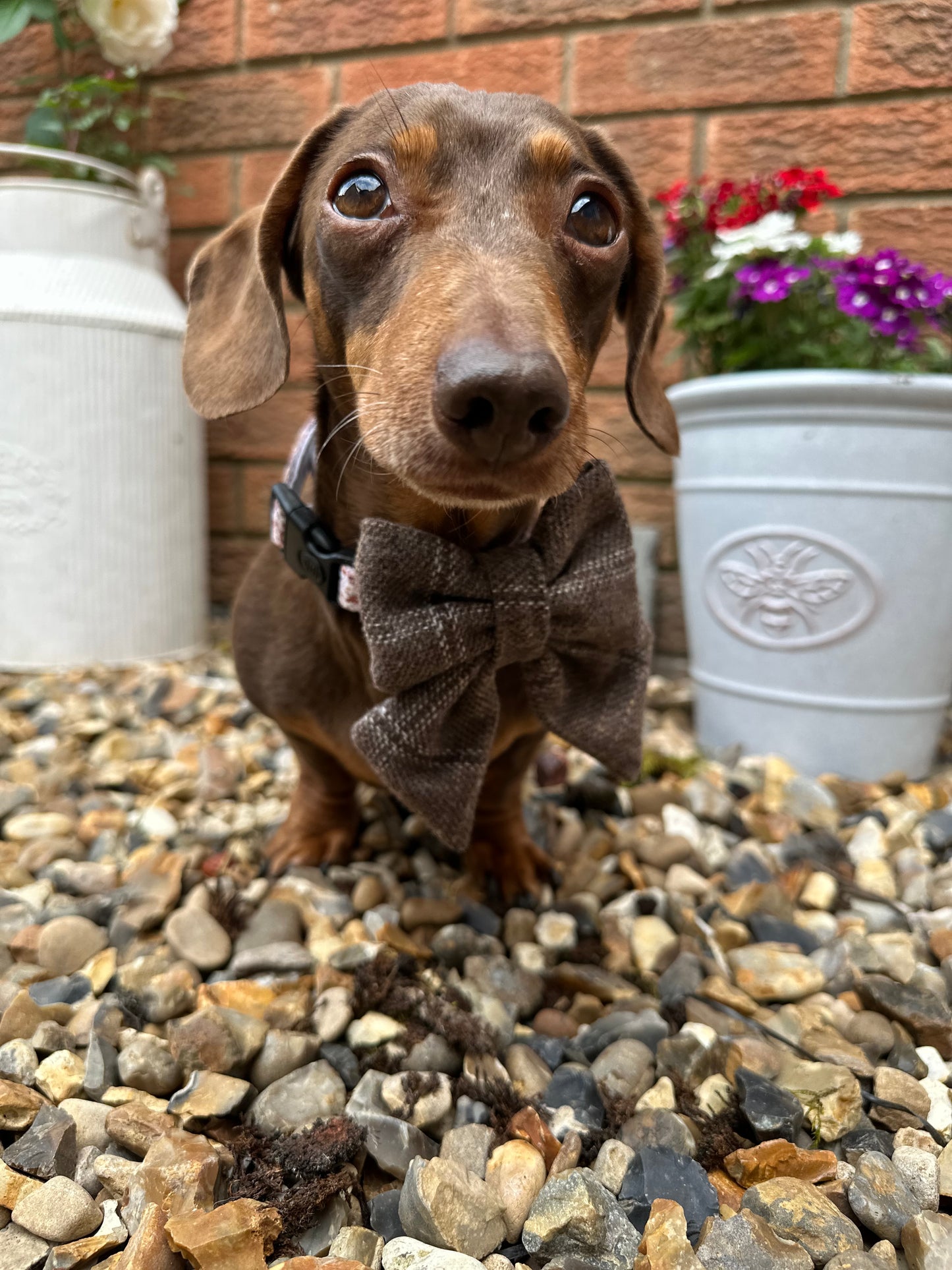 Sailor Bow Tie - Brown Tweed x Highland Cow - Tweed print