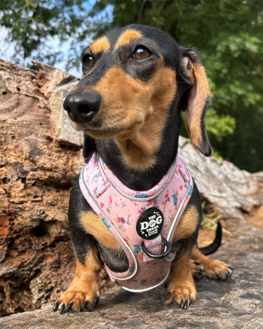 Adjustable 1 Clip & 3 Clip Harness  - Matildas Garden