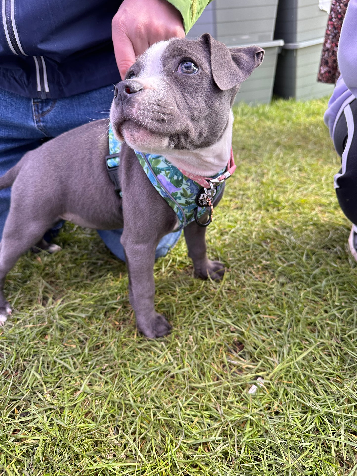 Dino Paws Adjustable 1 Clip Harness size XXS was £25