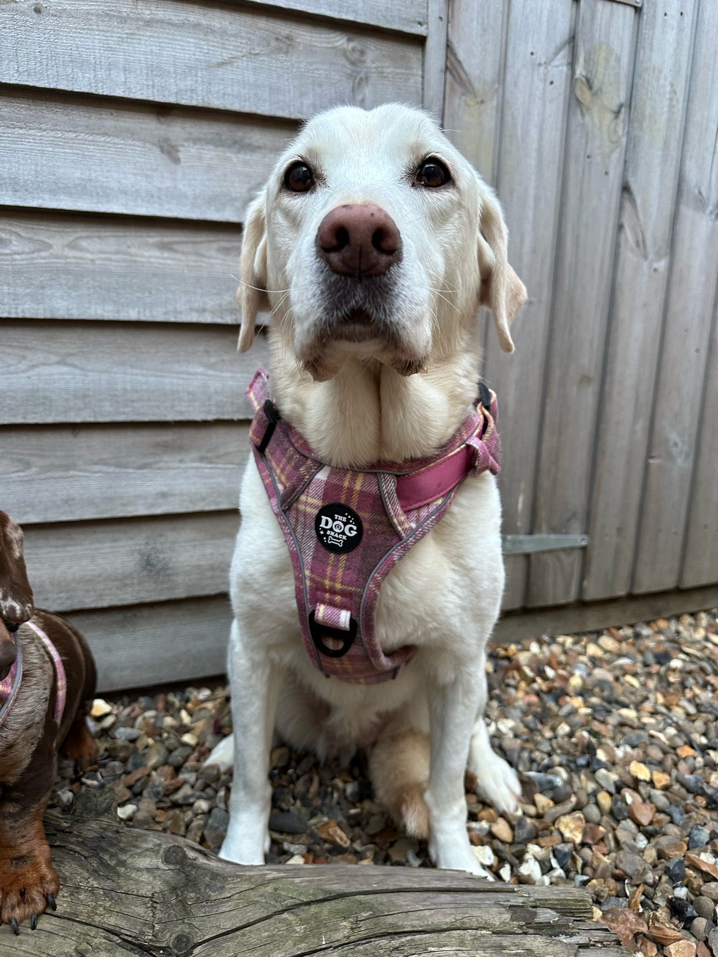Adjustable 1 Clip & 3 Clip harness - Raspberry Tweed