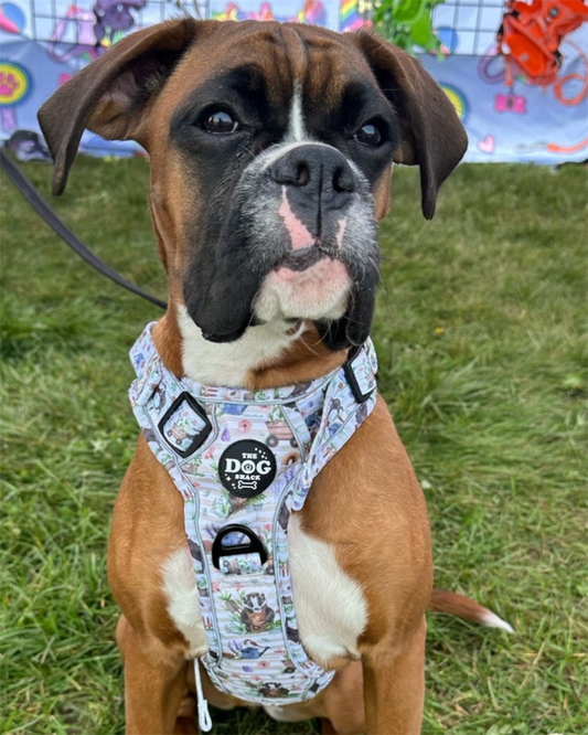 Adjustable 1 Clip &  3 clip harness - Badger & Friends