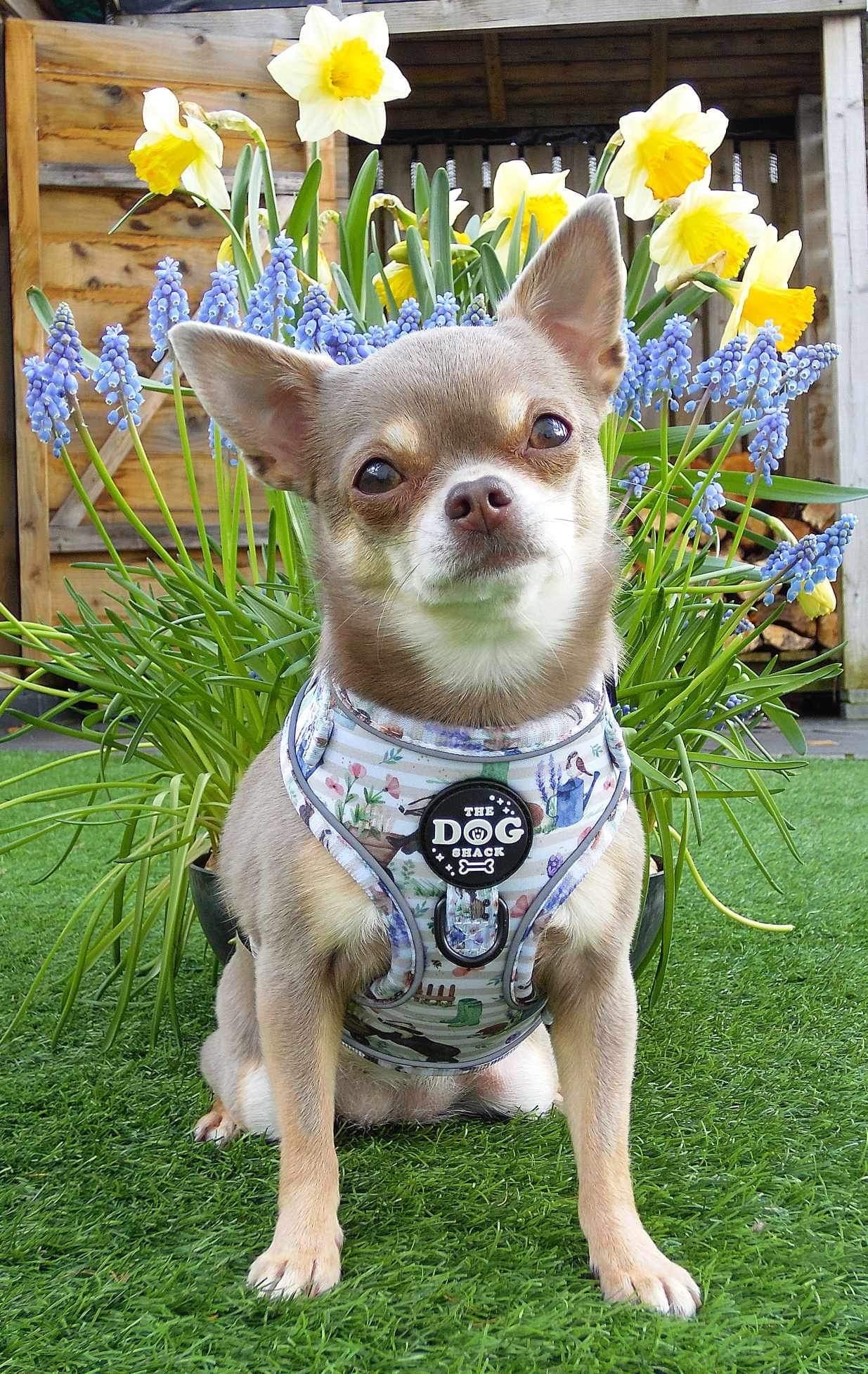 Adjustable 1 Clip & 3 clip harness - Badger & Friends