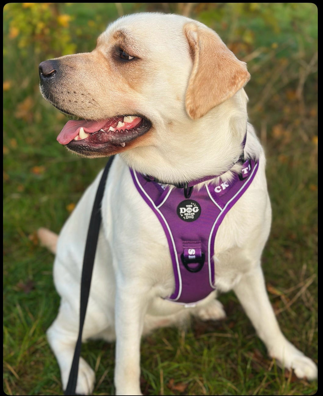 The Active Range 1 Clip & 3 clip harness - Neon Purple