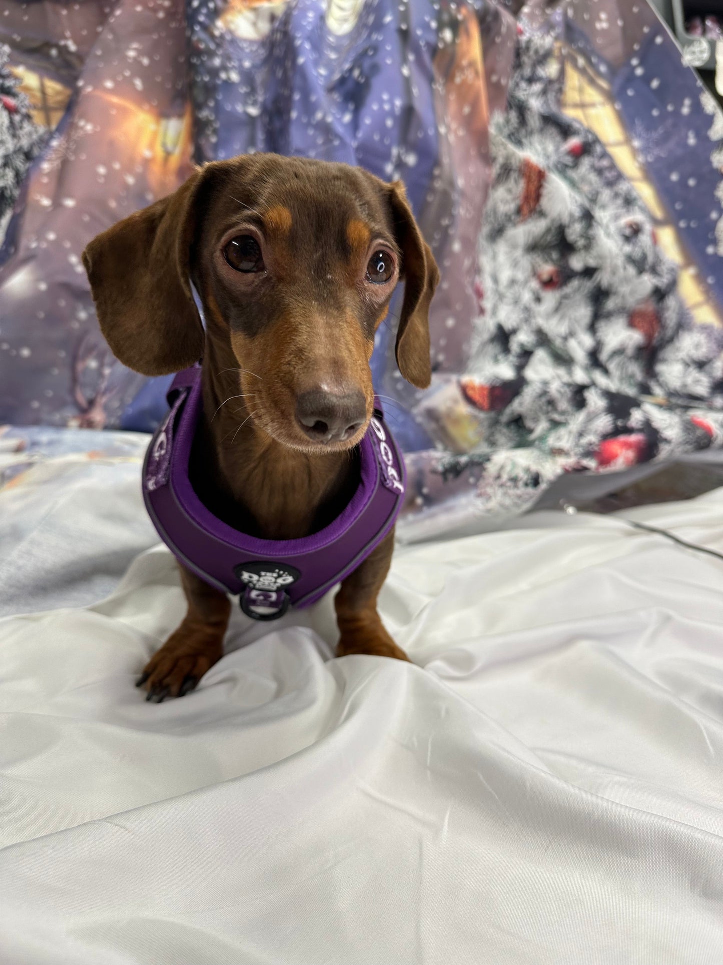 The Active Range 1 Clip & 3 clip harness - Neon Purple