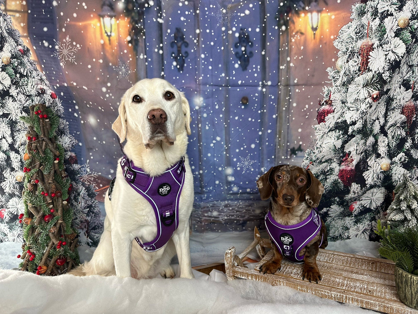 The Active Range 1 Clip & 3 clip harness - Neon Purple