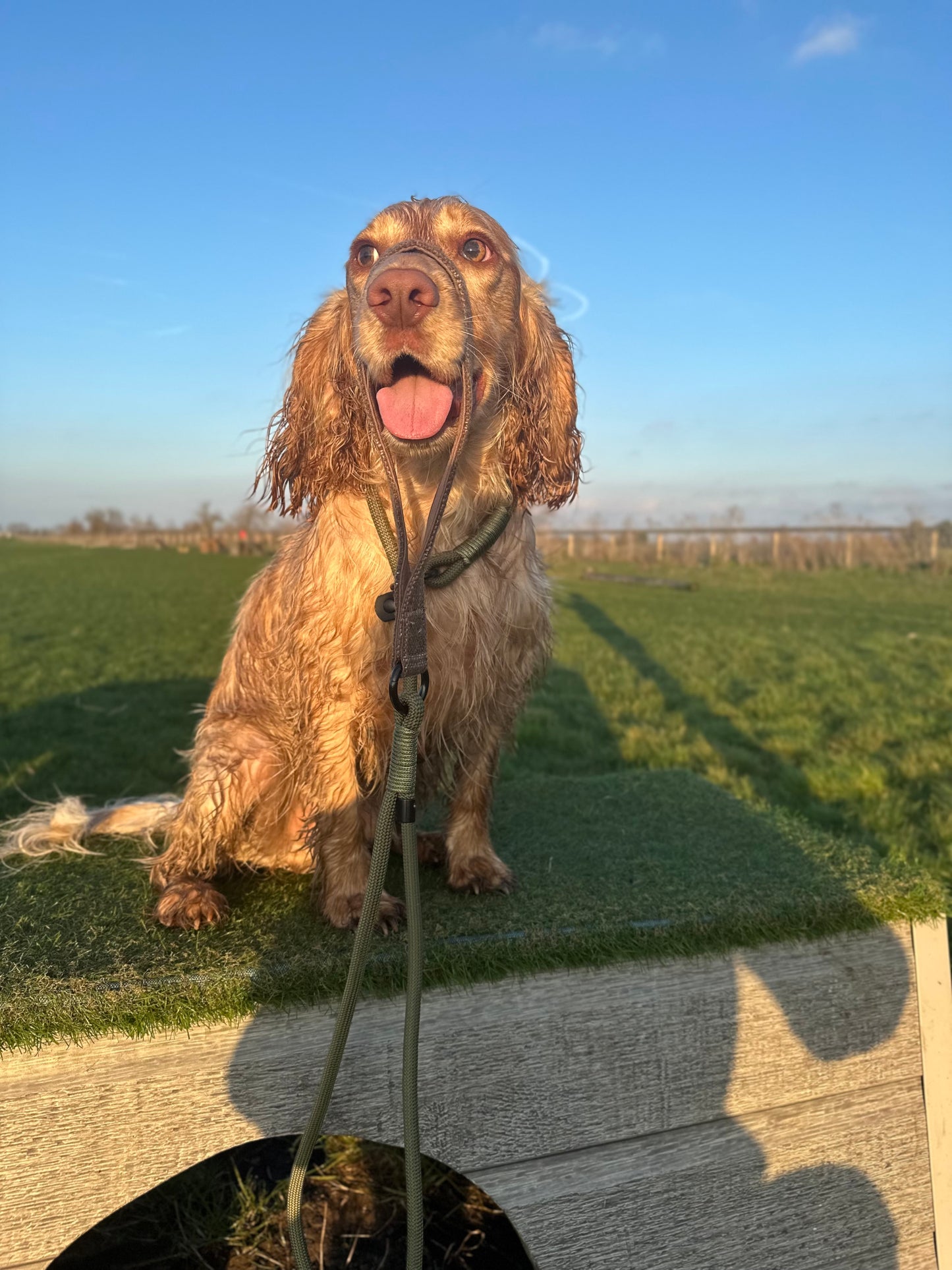 Slip lead with Brown Tweed Handle