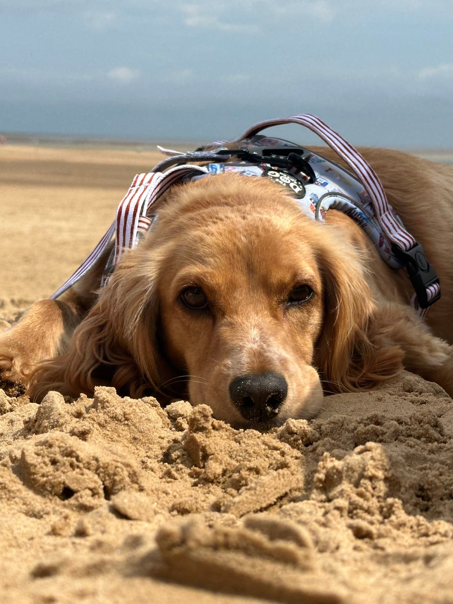 Beach Pup bundle