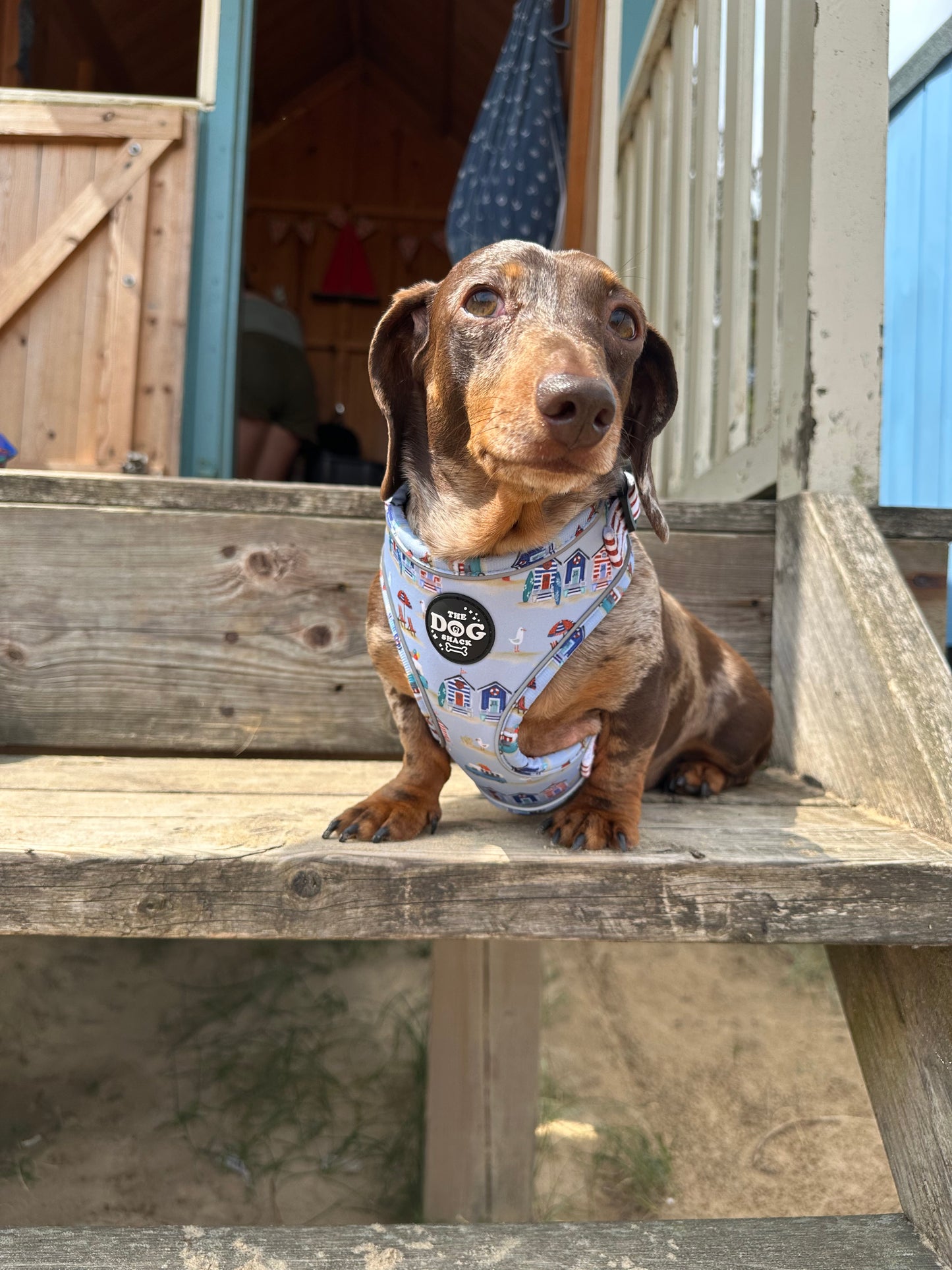 Beach Pup Collection Wholesale
