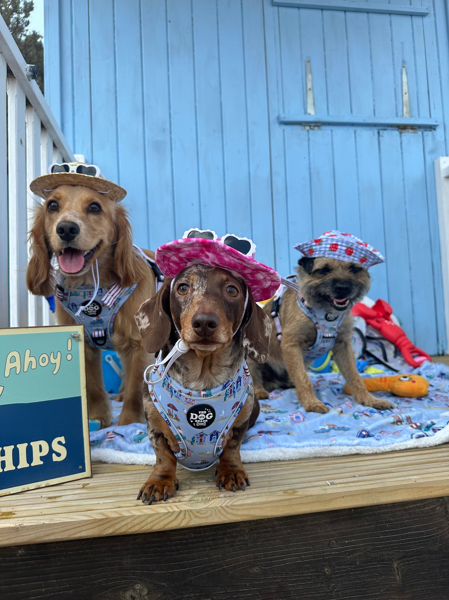 Beach Pup Collection Wholesale