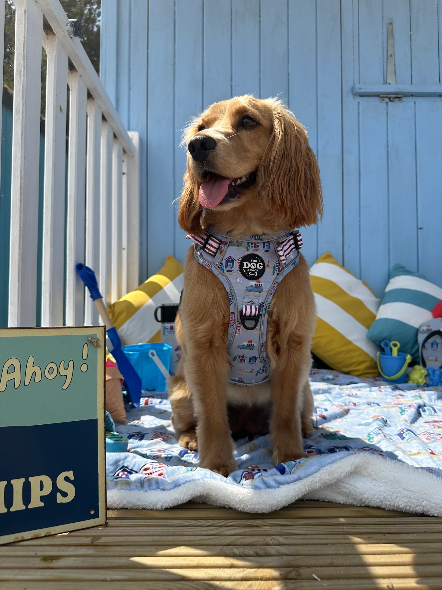 Beach Pup bundle